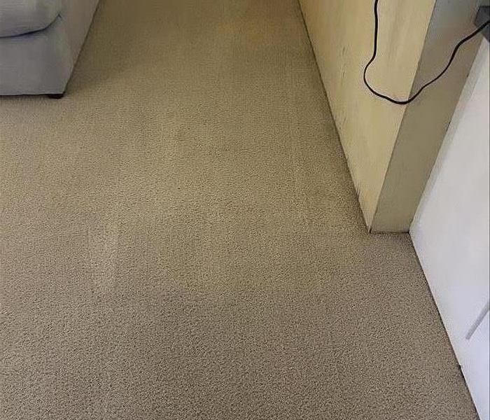 Carpet cleaning and stains removed in Den